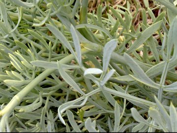 Sulla lava vicino al mare - Crithmum maritimum